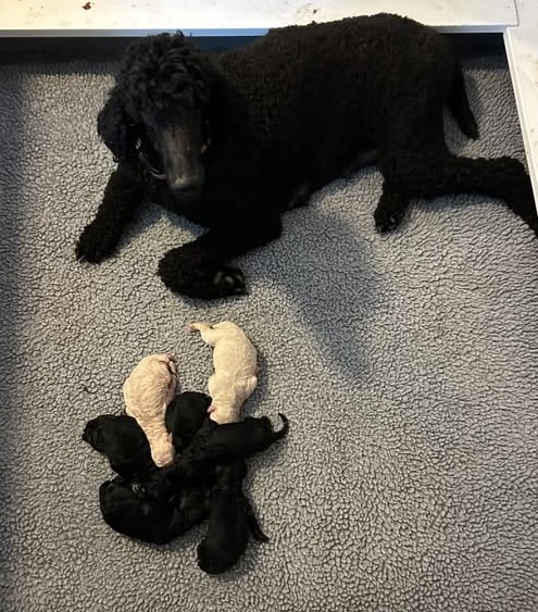 Black Male looking for his forever home Image